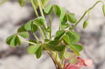 Creeping woodsorrel